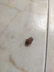 Rhizotrogus aestivus