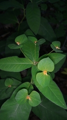 Euphorbia squamosa