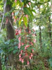 Hirtella pendula