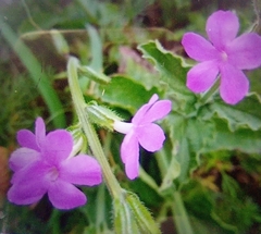 Silene scabriflora