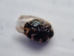 Anthrenus scrophulariae