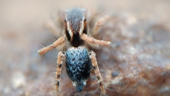 Stenaelurillus sarojinae