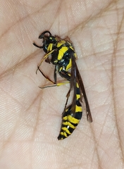 Phimenes flavopictus flavopictus