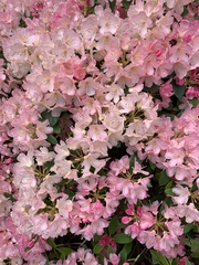Rhododendron