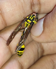 Phimenes flavopictus flavopictus