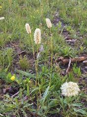 Bistorta bistortoides