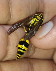 Phimenes flavopictus flavopictus