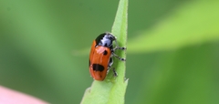 Clytra quadripunctata
