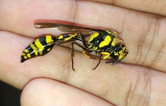 Phimenes flavopictus flavopictus