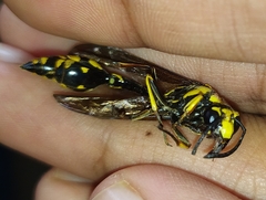 Phimenes flavopictus flavopictus