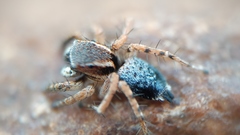 Stenaelurillus sarojinae