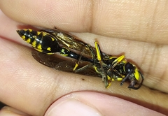 Phimenes flavopictus flavopictus