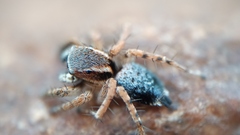 Stenaelurillus sarojinae