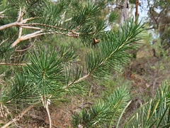 Melaleuca rupestris