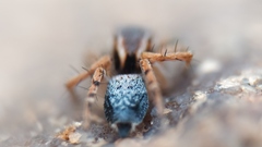 Stenaelurillus sarojinae