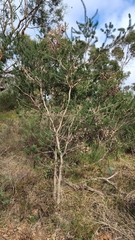 Melaleuca rupestris