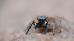 Stenaelurillus sarojinae