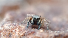 Stenaelurillus sarojinae