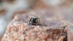 Stenaelurillus sarojinae