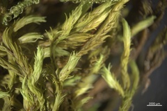 Racomitrium aciculare