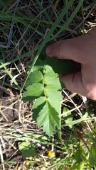 Pastinaca sativa sylvestris
