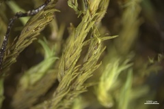 Racomitrium aciculare