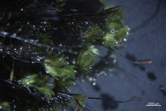 Racomitrium aciculare