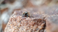 Stenaelurillus sarojinae