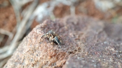 Stenaelurillus sarojinae