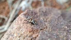 Stenaelurillus sarojinae