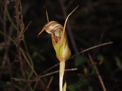 Pterostylis ophioglossa