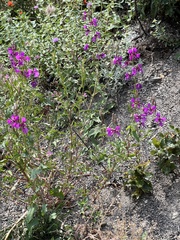 Clarkia mildrediae mildrediae