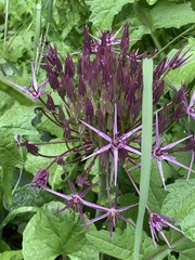 Allium cristophii