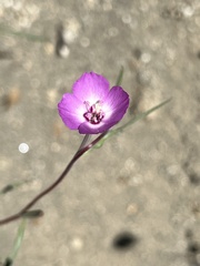 Clarkia lassenensis