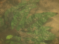 Cryptocoryne