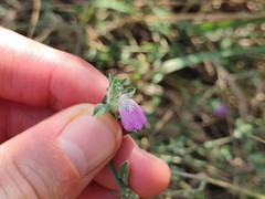 Justicia divaricata