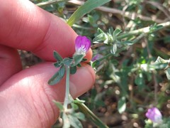 Justicia divaricata