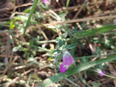 Justicia divaricata