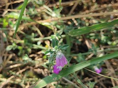 Justicia divaricata