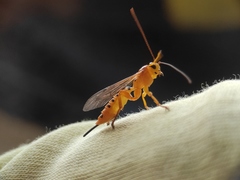 Xanthopimpla rhopaloceros