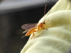 Xanthopimpla rhopaloceros