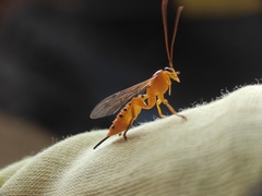 Xanthopimpla rhopaloceros