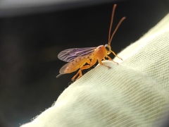 Xanthopimpla rhopaloceros