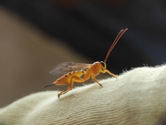 Xanthopimpla rhopaloceros