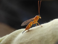 Xanthopimpla rhopaloceros