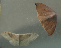 Watsonalla uncinula