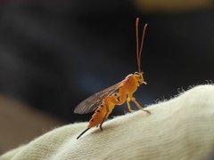 Xanthopimpla rhopaloceros