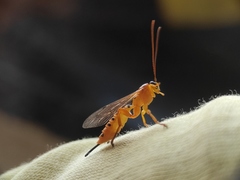 Xanthopimpla rhopaloceros