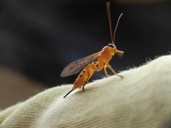 Xanthopimpla rhopaloceros
