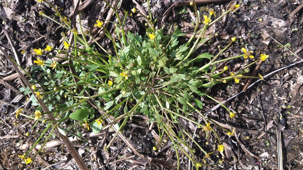 Ranunculus polyphyllus